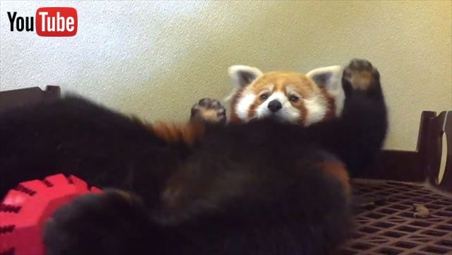 元気いっぱい レッサーパンダの子どもがボールで遊ぶ姿がかわいすぎるのです ねとらぼ