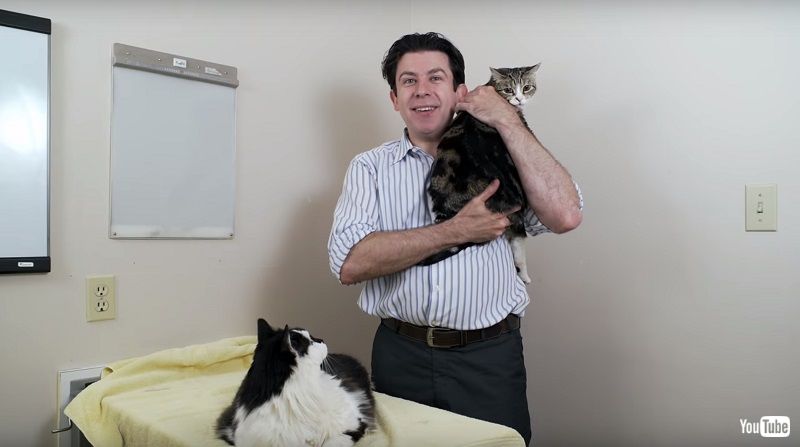 猫を赤ちゃんのように抱っこしてもいい 獣医師が解説する 猫の抱き方 がわかりやすくてためになる ねとらぼ