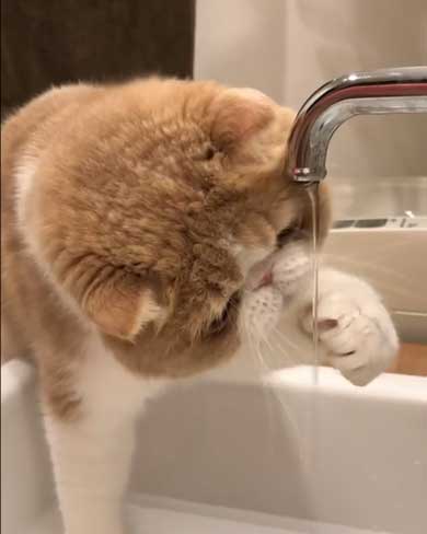 水 飲みたい 猫 飲めない エキゾチックショートヘア
