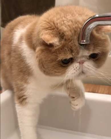 水 飲みたい 猫 飲めない エキゾチックショートヘア