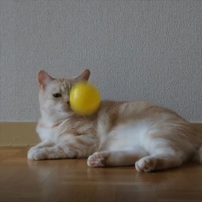 キャッチボールをするネコちゃん