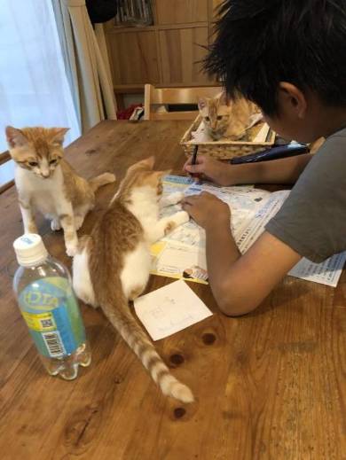 猫と宿題