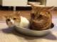 お鍋の中が満員ニャ　同じ猫鍋に入りたいモフモフボディーの猫ちゃんたち