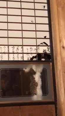 仏壇 水 減ってる 怪現象 原因 猫