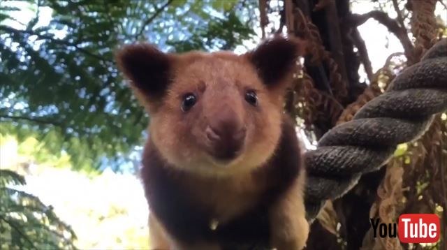好奇心いっぱいだよ キノボリカンガルーの赤ちゃんが元気に探検している姿がかわいい ねとらぼ