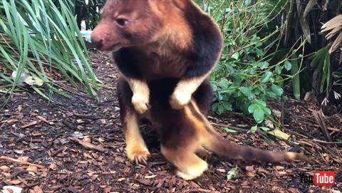 好奇心いっぱいだよ キノボリカンガルーの赤ちゃんが元気に探検している姿がかわいい ねとらぼ