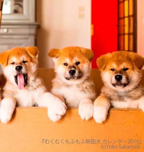 三角のお耳がかわいい もふもふな秋田犬のカレンダーが登場 ねとらぼ