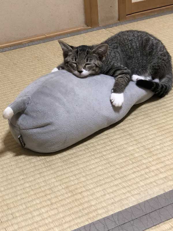 おやすみ中の天使を発見 お気に入りの枕をハグして眠るかわいい子猫ちゃんが癒やしの塊 ねとらぼ