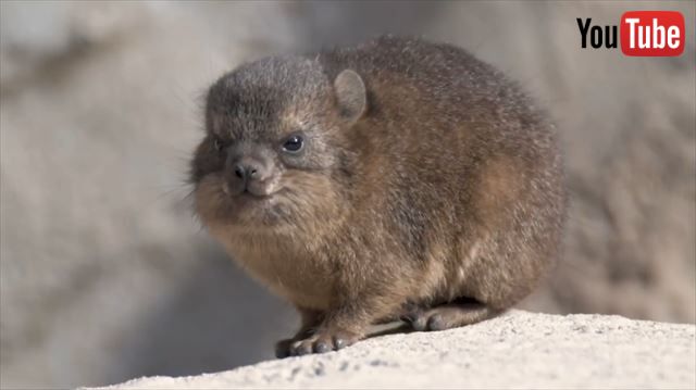 小さくってモフモフってかわいい 英チェスター動物園でケープハイラックスの赤ちゃんが3匹産まれたよ ねとらぼ