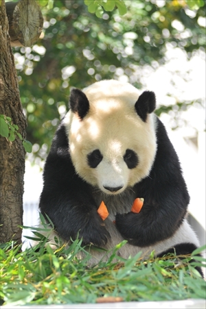 おとなだってかわいいでしょ 神戸市立王子動物園のジャイアントパンダ タンタン が23歳に ねとらぼ
