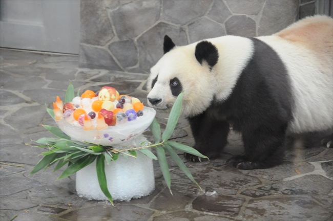 おとなだってかわいいでしょ 神戸市立王子動物園のジャイアントパンダ タンタン が23歳に ねとらぼ