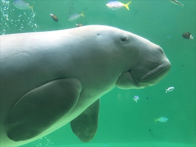 旅好きが選ぶ日本の動物園・水族館ランキング