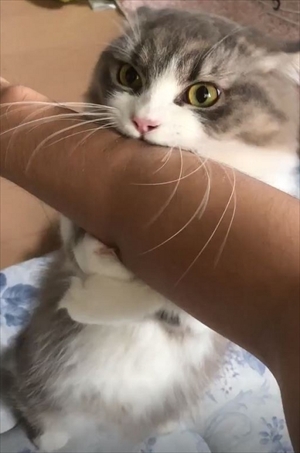 腕をハムハムする猫ちゃん