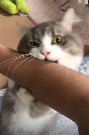 腕をハムハムする猫ちゃん