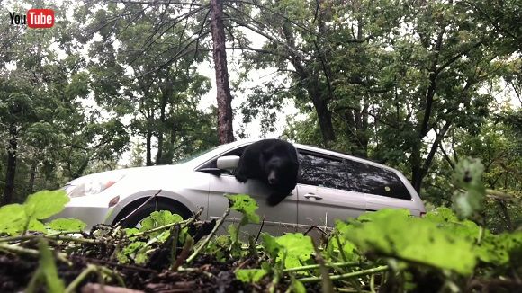 車に閉じ込められてしまったクマさんが窓をパーン 瞬時にガラスが粉々に割れる衝撃映像 ねとらぼ