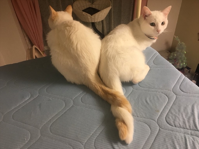 トルネードな尻尾だニャ ツイストパンみたいに尻尾を絡ませる猫ちゃんたちが仲良しでかわいい ねとらぼ