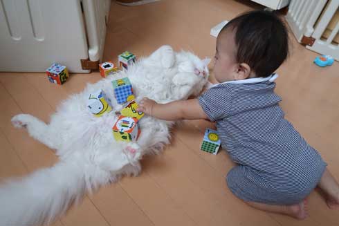 赤ちゃんの遊び相手をする心の広い猫ちゃん 仲良しで優しい世界に 愛を感じる 幸せそう ねとらぼ