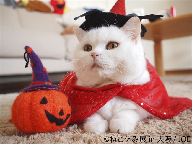 No.1525 ジャンピング猫 ハロウィン かぼちゃ-