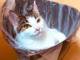 新しいごみ袋に飛び込んでくる猫ちゃん　ごみ箱にスッポリ入ってからの表情が今年一番のドヤ顔