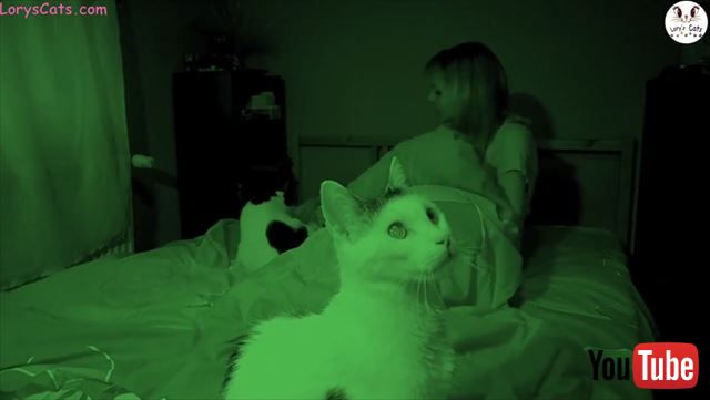 夜中に元気なネコと眠りたい飼い主 暗視映像に映るネコたちの行動が あるある すぎる ねとらぼ