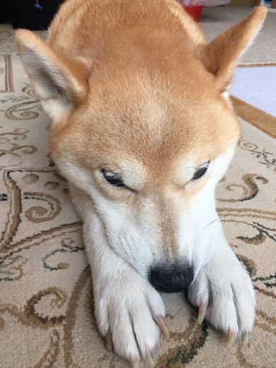 飼い主さんの おいて行くよ に見せた反応がかわいい 帰りたくないけどおいて行かれたくない柴犬さん ねとらぼ