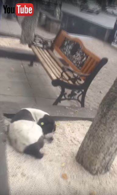 信じていれば奇跡は起こる 行方不明の愛犬と3年ぶりの感動の再会 思わず涙が ねとらぼ