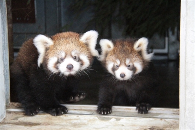 はじめましてー 静岡 日本平動物園でレッサーパンダの双子ちゃんが誕生 一般公開や名前の募集がスタート ねとらぼ