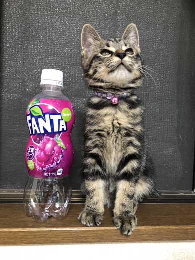 子猫 成長 早い サイダー ペットボトル 比較 2週間