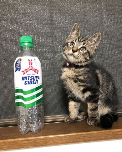 子猫 成長 早い サイダー ペットボトル 比較 2週間