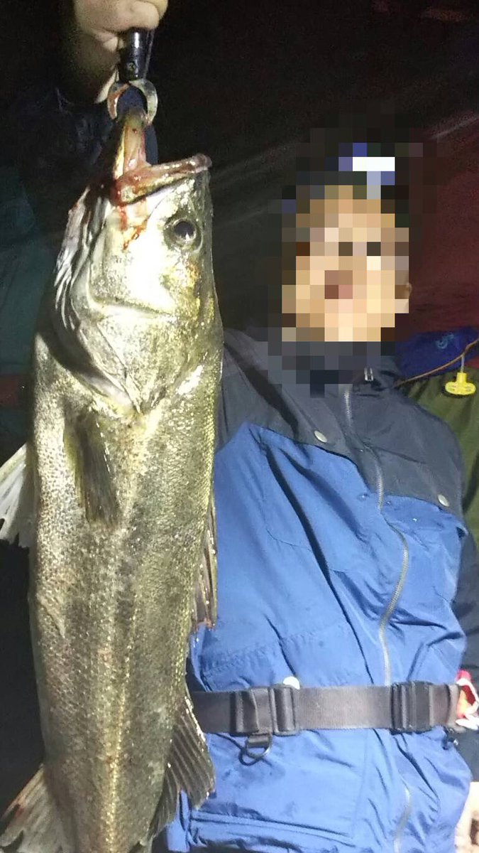 やったあああ センチ 漫画 風都探偵 公式がピッチピチの巨大シーバス写真をウッキウキで誤爆 多数のお祝いが寄せられる ねとらぼ