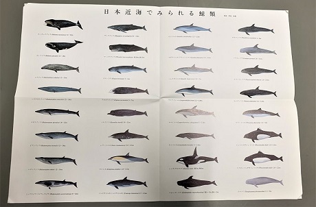 国立科学博物館　「世界の鯨」ポスター