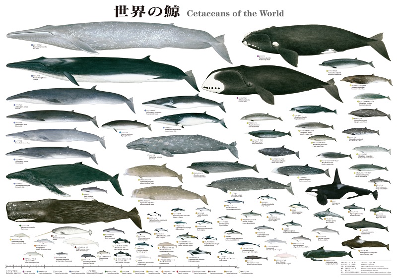 勤続半世紀 国立科学博物館の 必殺仕事人 が描いた 世界の鯨 ポスターに秘められた物語 1 3 ねとらぼ