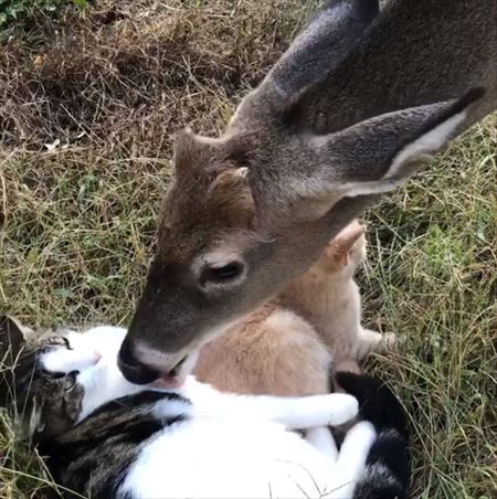 異種でも仲良し 鹿さんと猫ちゃんたちのラブラブ仲良しっぷりに心が癒やされる ねとらぼ