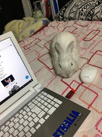 ねぇねぇ かまってほしいのー なでてほしくてpcのマウスにすり替わってしまうウサギさん ねとらぼ