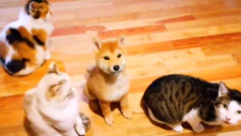 ごはんを催促する猫ちゃんたちに混ざる柴犬さん ちゃっかり混ざる姿に癒やされる ねとらぼ