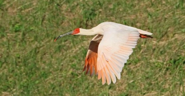 トキの羽は拾ってもいいけれど人にあげてはいけない 意外な法律に 知らなかった の声が集まる ねとらぼ