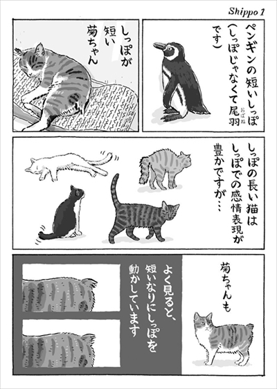 猫 お腹 たるみ