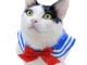 「月にかわってお仕置きにゃ」　愛猫が美少女戦士風に変身できるカプセルトイ「ねこのセーラー服」が登場！