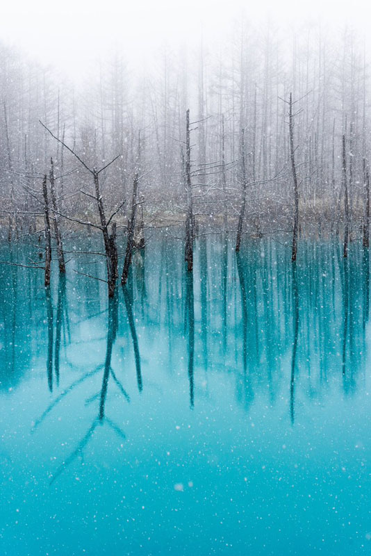 北海道 美瑛町の青い池 の風景が神がかり的に美しい ねとらぼ