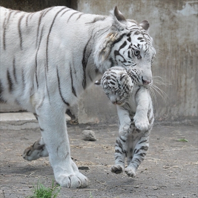 行きたくないよー 無理でした 抵抗むなしく連行されるホワイトタイガーの赤ちゃんが愛らしい L Kh tiger02 Jpg ねとらぼ