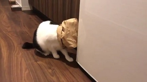 暗闇探検 たまらないのにゃ 紙袋をかぶったままのお家探検が大好きな猫ちゃん ねとらぼ