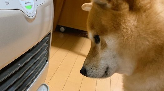 今年も犬には寒すぎるワン ヒーターの送風口をじっと見つめて暖まるのを待つ柴犬くん ねとらぼ