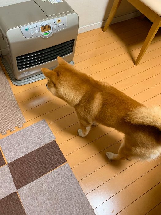 今年も犬には寒すぎるワン ヒーターの送風口をじっと見つめて暖まるのを待つ柴犬くん ねとらぼ