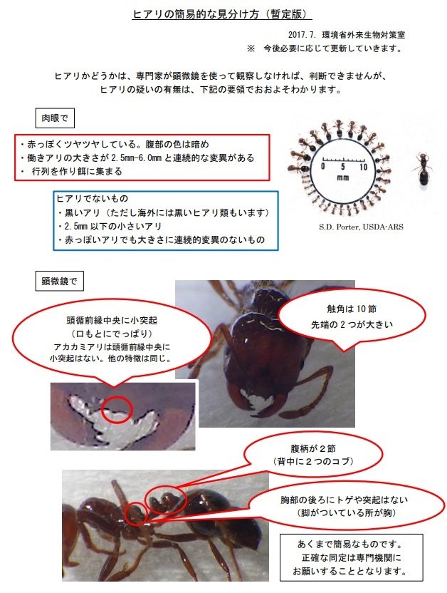 これはヒアリかもしれません 青い鳥文庫 ドジ魔女ヒアリ にヒアリ警察が反応 Twitterに衝撃広がる L Nt hiari03 Jpg ねとらぼ