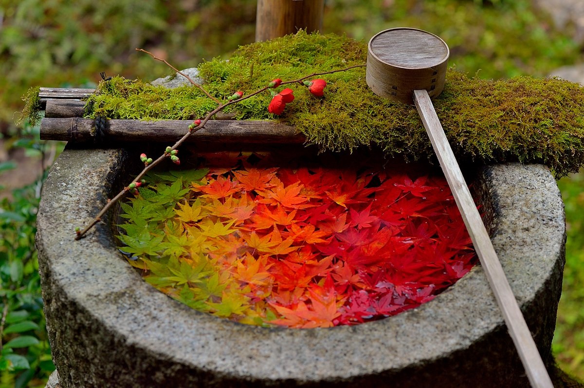 言葉にできない美しさ 楊谷寺の手水鉢を彩る グラデーション紅葉 に 感動した の声 ねとらぼ