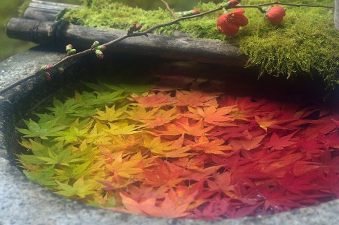言葉にできない美しさ 楊谷寺の手水鉢を彩る グラデーション紅葉 に 感動した の声 ねとらぼ