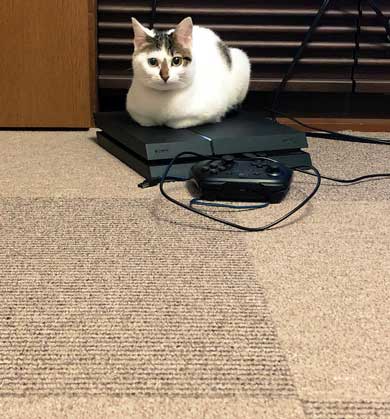 猫 PS4 暖かい場所 認識 あるある ゲーム機 暖房
