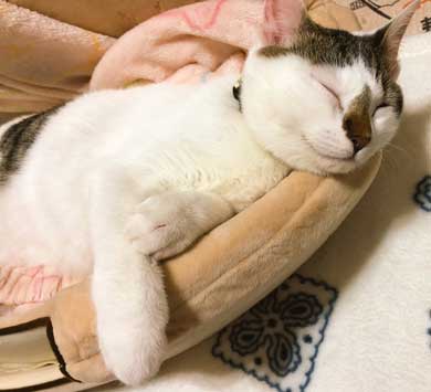猫 PS4 暖かい場所 認識 あるある ゲーム機 暖房