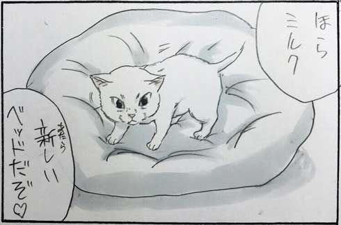 拾い猫のモチャ 猫 あるある 漫画 書籍化 Twitter 家族 お父さん にごたろ