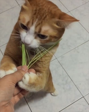 草を食べる猫ちゃん